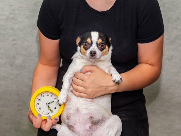 9 signes qui indiquent qu'une chienne va bientôt accoucher