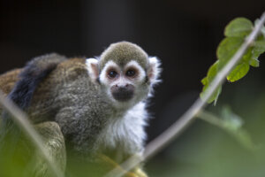 Pourquoi n'est-il pas possible d'avoir un singe comme animal de compagnie ?