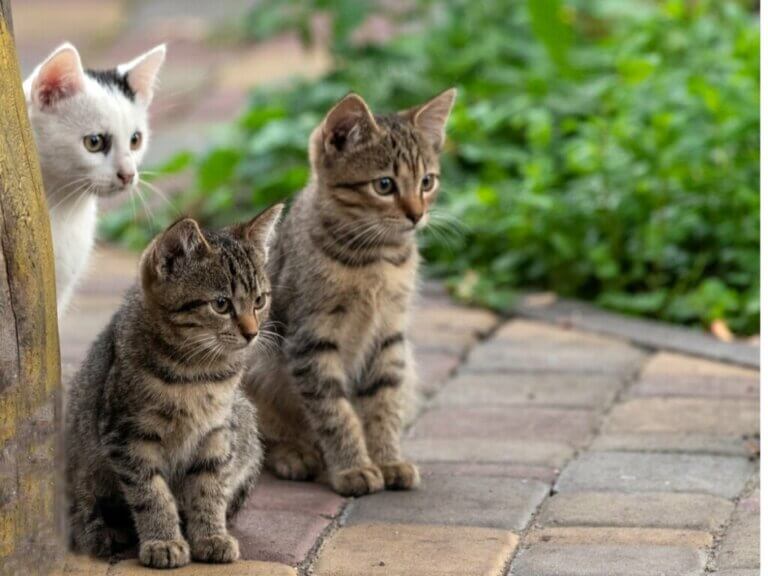 Les meilleures herbes pour les chats