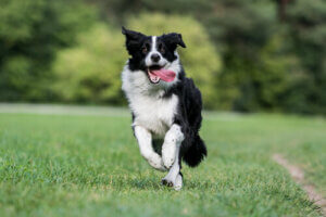 Quand un border collie est-il adulte ?