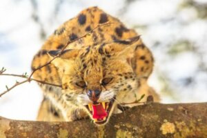 12 chats exotiques que vous pouvez avoir comme animaux de compagnie (légalement)