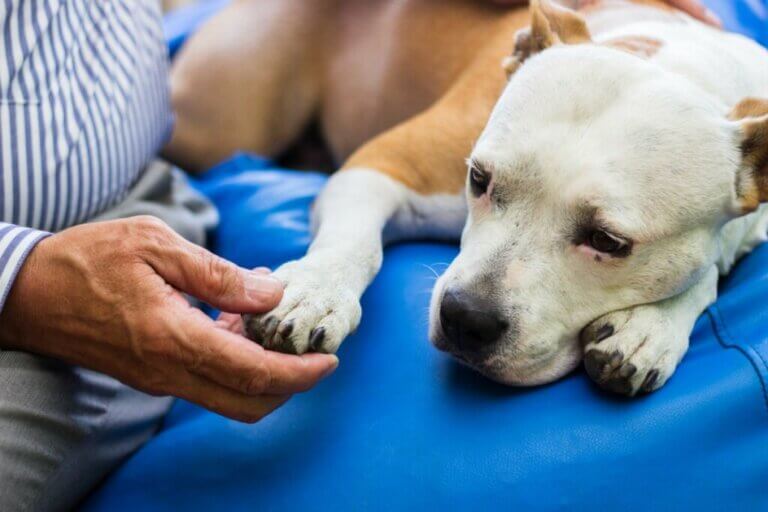 Comment bien prendre soin d'un chien âgé ?