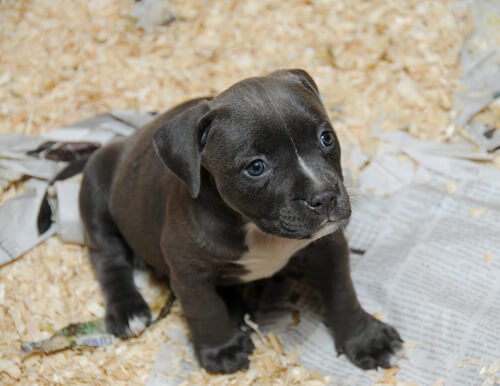 Un chiot pitbull.