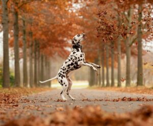 Dalmatiens : faits curieux et principaux soins
