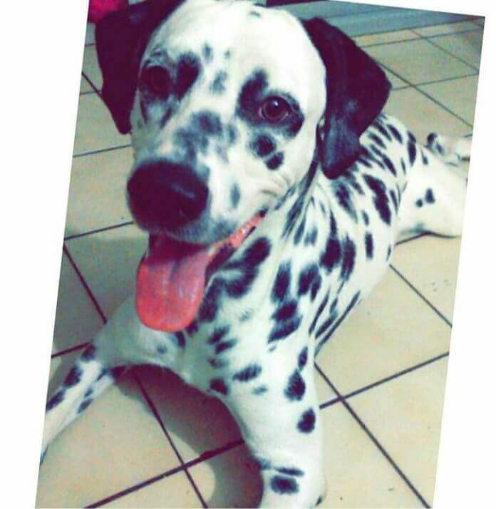 Un dalmatien.