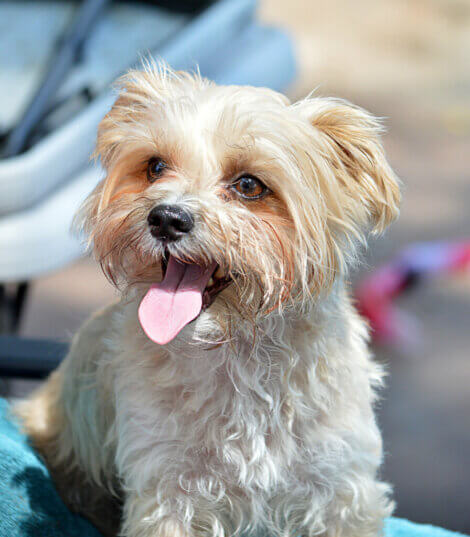 Morkie : tout ce qu'il faut savoir sur cette race de chiens