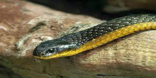 Un serpent ratier tigré.