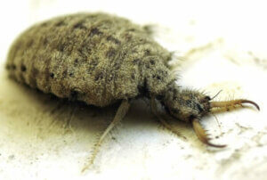 Fourmi-lion : habitat et caractéristiques