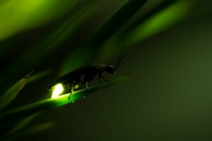 6 animaux qui brillent de leur propre lumière
