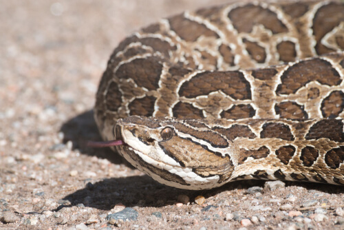 Yarará grande : caractéristiques et habitat