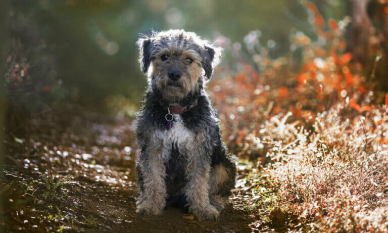 Yorkie poo : tout ce qu'il faut savoir sur cette race de chiens