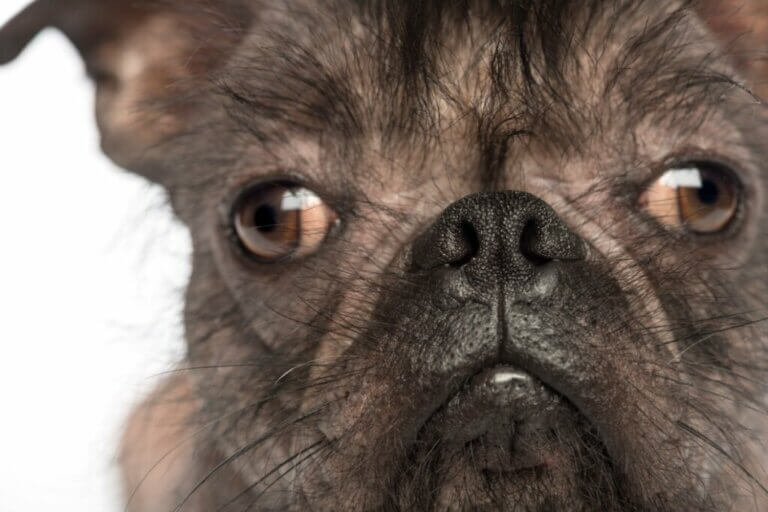 Les 12 races de chiens considérées comme les plus laides