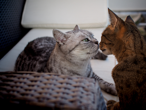 Chat après la castration : quelles sont ses modifications physiques ?