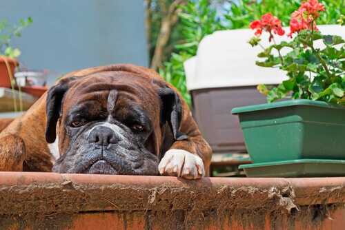 Pourquoi mon chien vomit-il de la mousse blanche ?