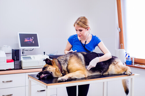 3 remèdes naturels pour aider votre chien à digérer
