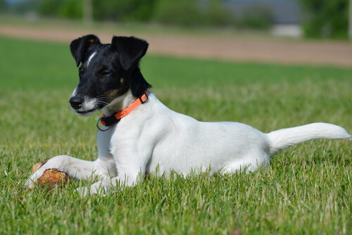 Corticostéroïdes chez le chien : indications et effets