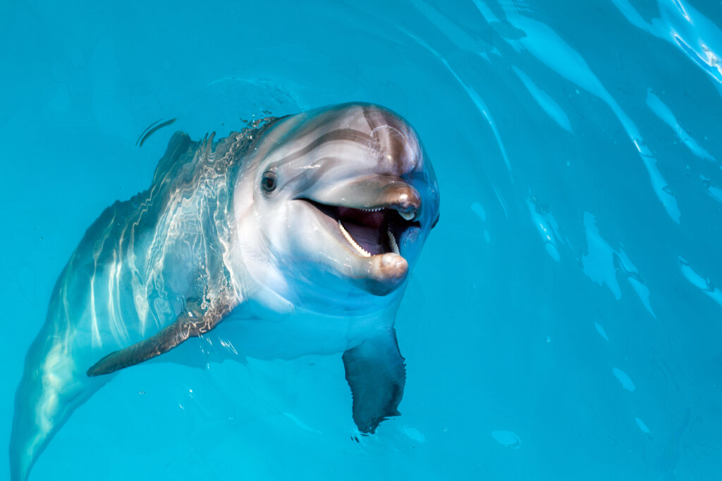 Animaux qui marchent sur l'eau