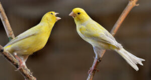 Élevage de canaris : tout ce que vous devez savoir