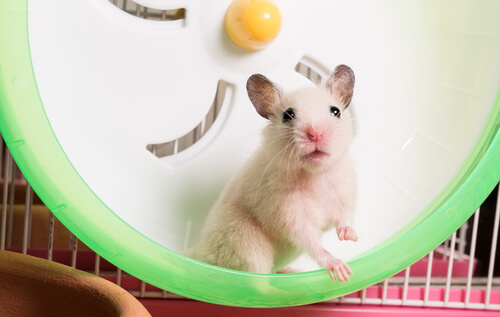 7 rongeurs qui peuvent être des animaux de compagnie