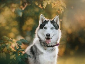 Les couleurs du husky sibérien