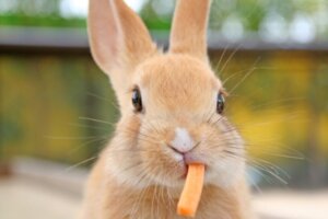 Les lapins peuvent-ils manger des œufs ?