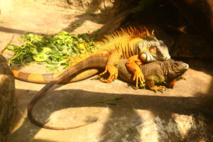 Tout savoir sur la reproduction de l'iguane commun