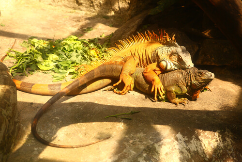 Tout savoir sur la reproduction de l'iguane commun
