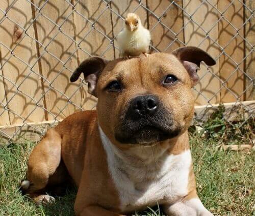 Le caractère du pitbull