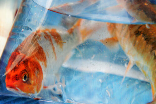 Comment remplir un aquarium pour la première fois ?
