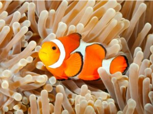 Les soins à prodiguer aux poissons d'eau salée