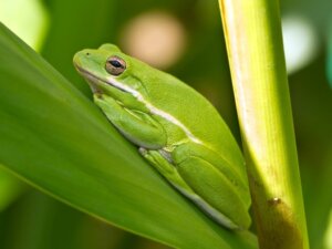 Thanatose: 11 animaux qui font le mort