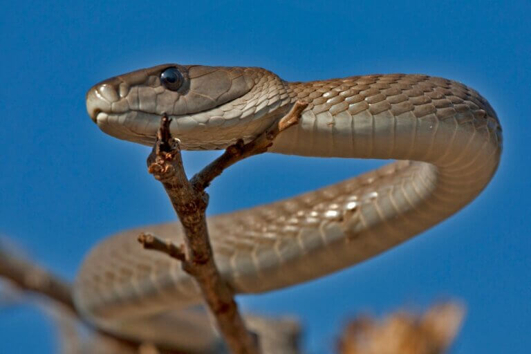 Les 10 reptiles les plus dangereux
