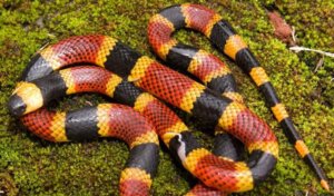 Différences entre le vrai serpent corail et le faux