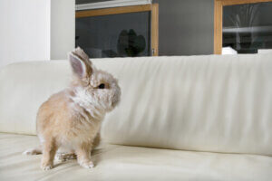 Stress chez le lapin : comment le combattre ?