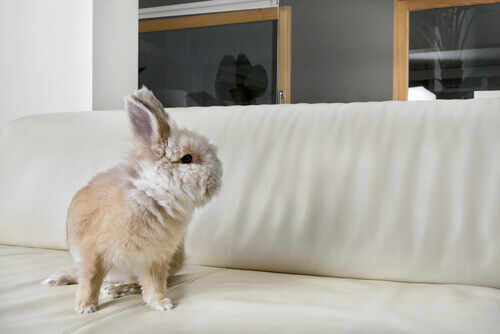 Stress chez le lapin : comment le combattre ?