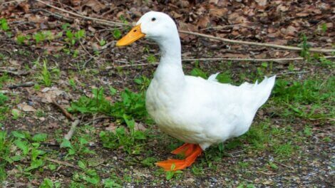 Peut-on avoir des canards comme animaux de compagnie ?
