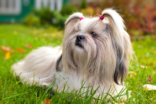 Les 13 races de chiens qui vivent le plus longtemps