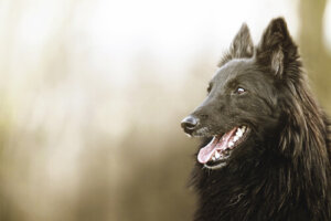 Tout savoir sur le Berger Belge