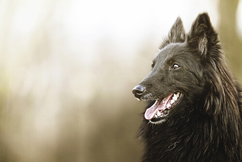 Tout savoir sur le Berger Belge