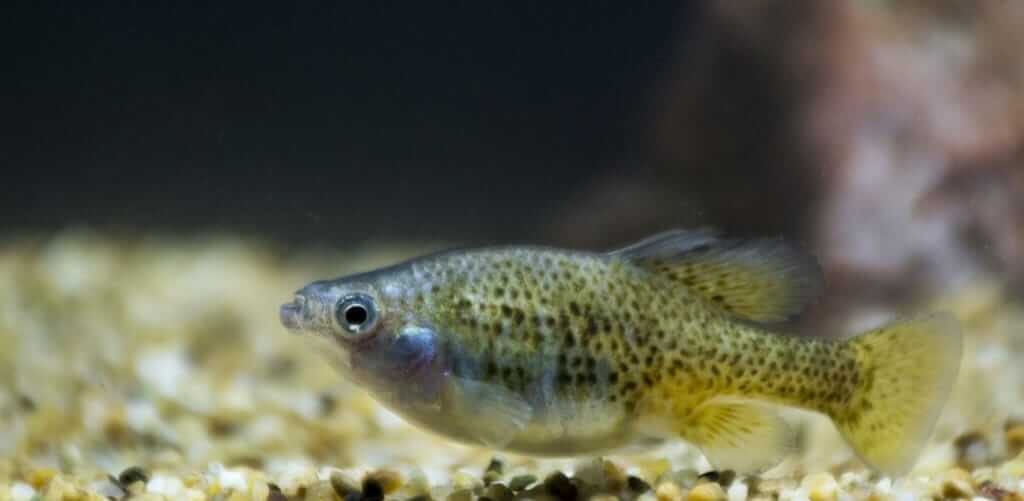 Poisson d'or : habitat, caractéristiques et conservation