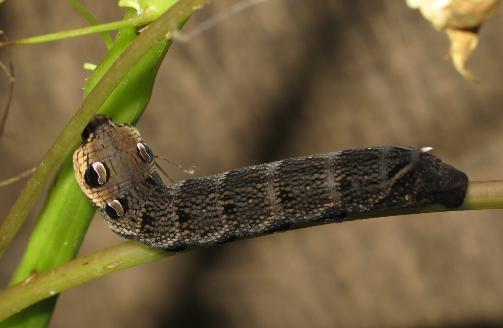 La chenille à grosse tête : habitat, caractéristiques et curiosités