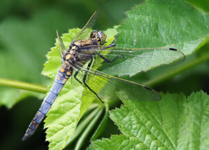 La libellule bleue : caractéristiques, habitat et comportement