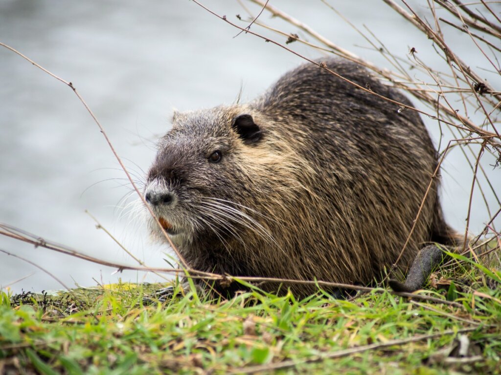 Qu'est-ce qu'un animal crépusculaire?