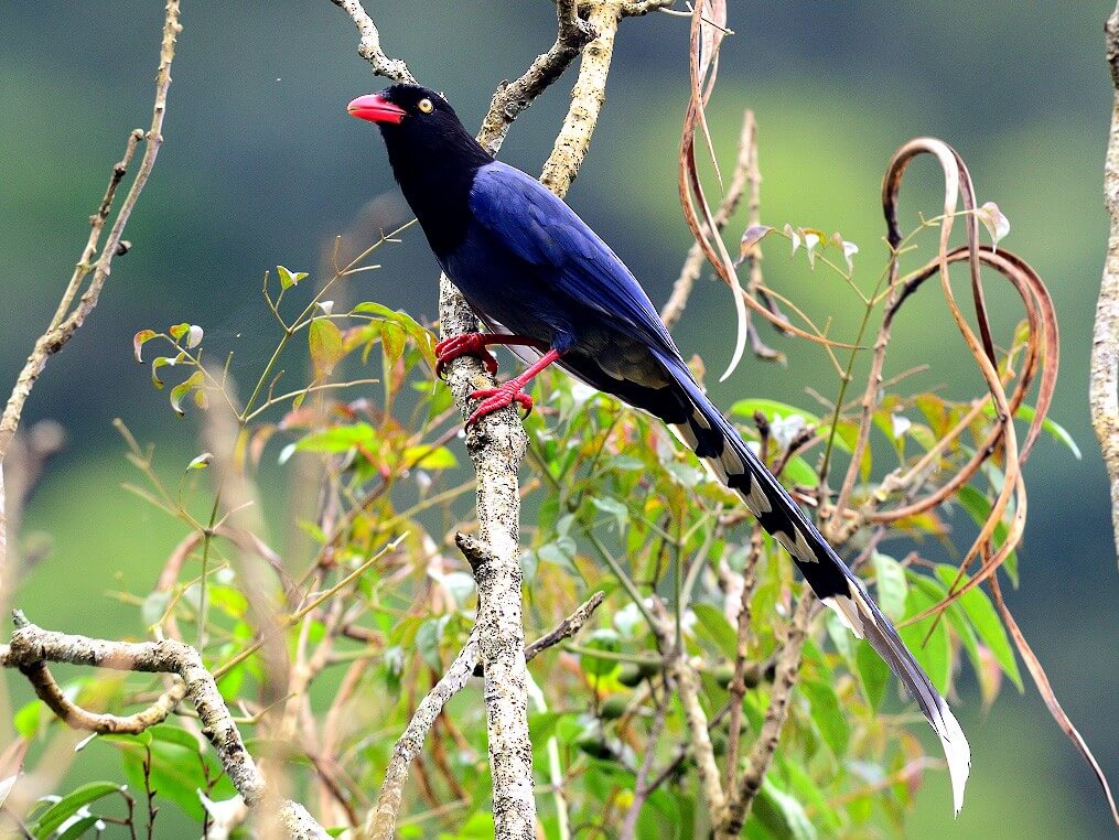 Curiosités sur la pie bleue