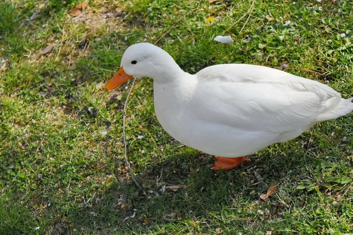 Un canard blanc sur l'herbe.