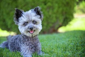 Chi-Poo : caractéristiques, soins et comportement