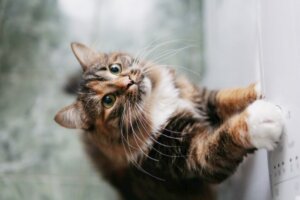 Pourquoi la couleur des poils des chats change-t-elle?