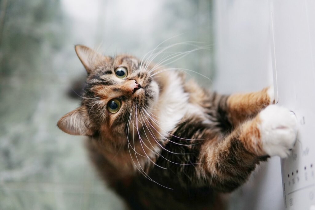 Pourquoi la couleur des poils des chats change-t-elle?
