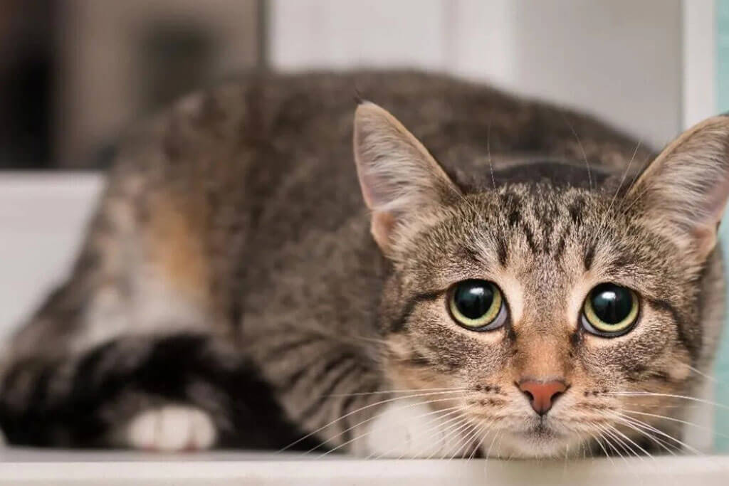 Les meilleures races de chats pour les personnes allergiques