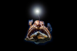 Les poissons des grands fonds ont une excellente vision
